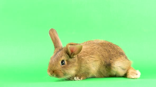 Small Fluffy Brown Domestic Rabbit on a Green Screen, Close-up. Easter Bunny on Chromakeia alt