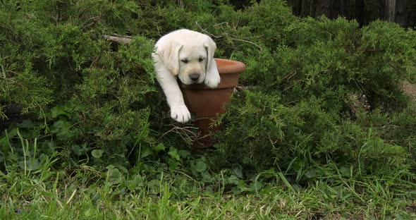Yellow Labrador Retriever, Puppy Playing in a Flowerpot, Normandy, Slow Motion 4K alt