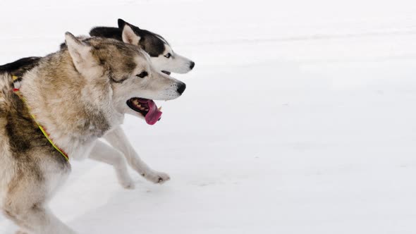 Husky sled dog pulls harness