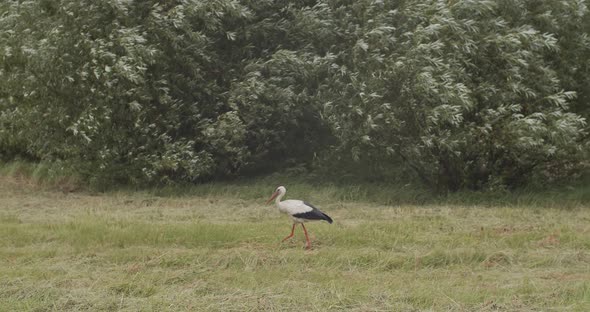 Pan View of Wild Stork Stepping on Green Grass Lawn Slow Motion. Beautiful Black and White Bird