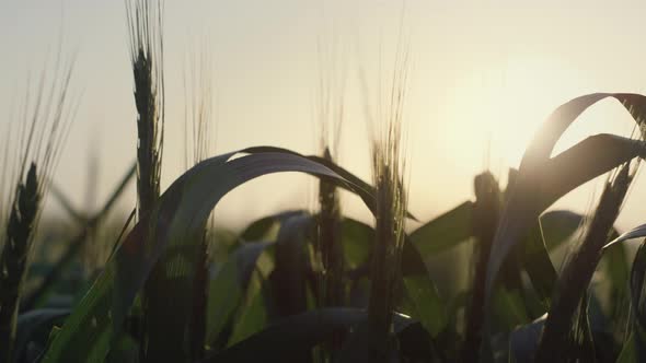 Calm View Wheat Spikelets Ripening on Sunset Close Up alt