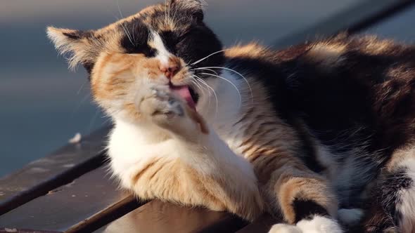 A multi colored stray cat is licking its fur on a bench in slow motion