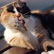 A multi colored stray cat is licking its fur on a bench in slow motion - VideoHive Item for Sale