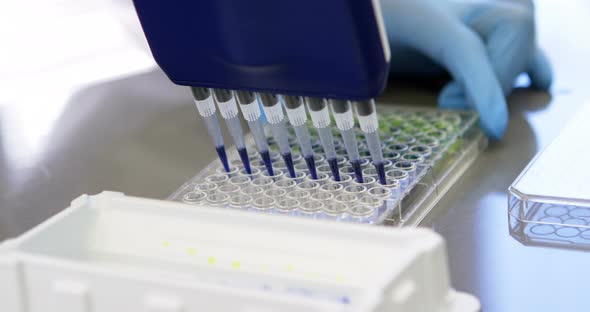 Scientist using multi channel pipette  alt