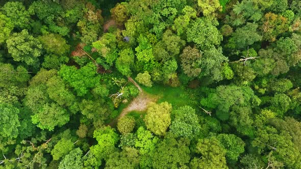 Aerial Top Down flight over tropical Rainforest