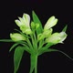 Time-lapse of opening white Peruvian lily flower - VideoHive Item for Sale