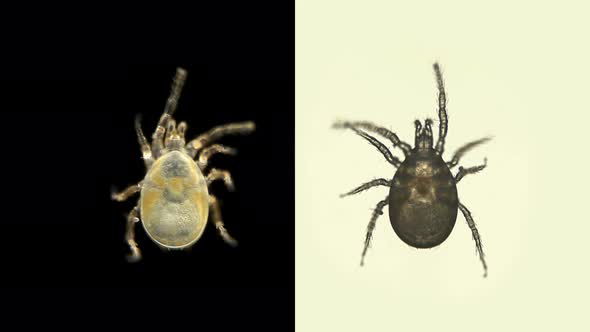 Acari(mite) Under a Microscope, Order of the Mesostigmata alt