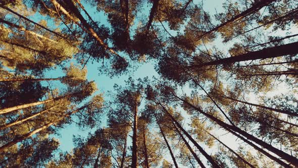 Long Cinematic Pine Forest Tree Tops Spin Background alt