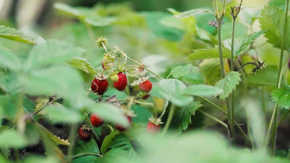 Wild strawberries in the garden alt