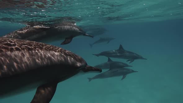 Wildlife Nature. Group of Dolphins Playing in the Blue Water of Red Sea. Underwater Shot of Wild alt
