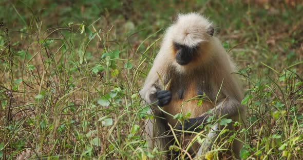 Indian Common Gray Langur or Hanuman Langur Monkey Eating in Ranthambore National Park, Rajasthan alt
