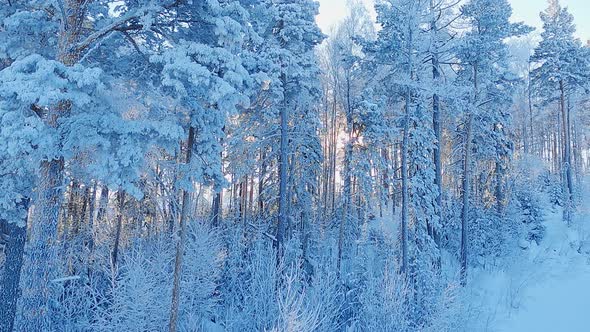 A forest covered with snow and hoarfrost at the top of the mountain.