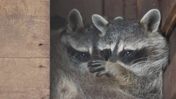 Pair of Racoons Procyon Lotor Licking Each Other. Funny Animals in Wooden House. alt