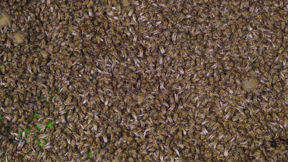 Swarm of Honey Bees Including the Queen of the Hive