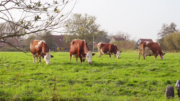 herd of red friesian cows grazing alt