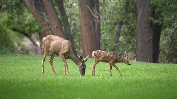 Deer doe and fawn with spots grazing in grassy meadow alt