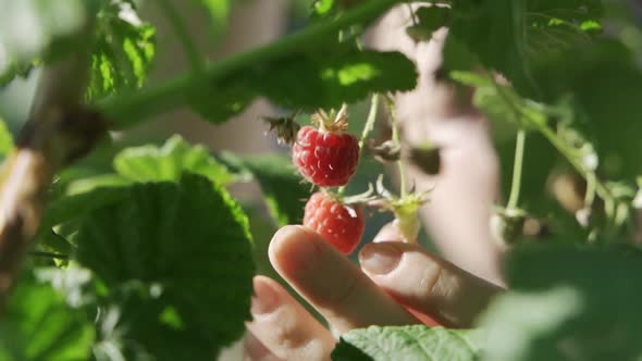 Ripe Raspberries are Picking From the Bush By Hand