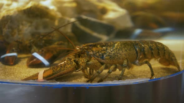 Fresh Crabs in Seafood Market alt