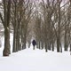 Man goes among trees in snowfall