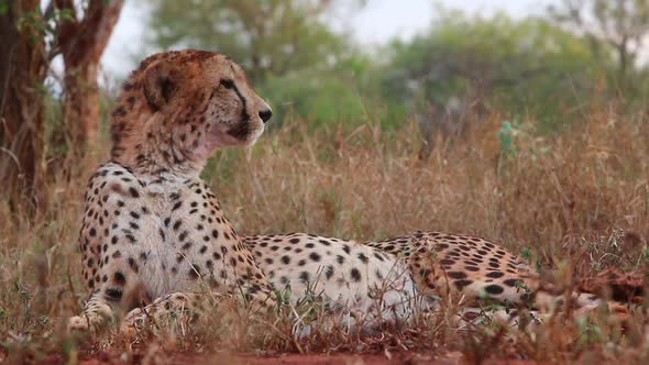 A female cheetah, Acinonyx jubatus lays down in the shade and is viewed at eye level during the summ alt