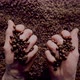 Barista Hands Holding Coffee Grains Closeup - VideoHive Item for Sale