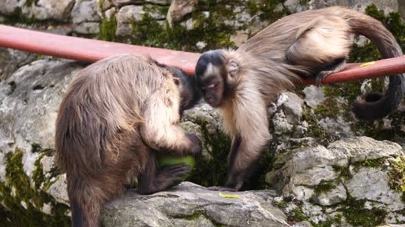Closeup of cute Capuchin Monkeys resting on rock and eating fresh Mango Fruit in Nature alt