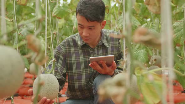 Man Agronomist Farmer With Digital Tablet Computer In Green House Of Melon Farm alt
