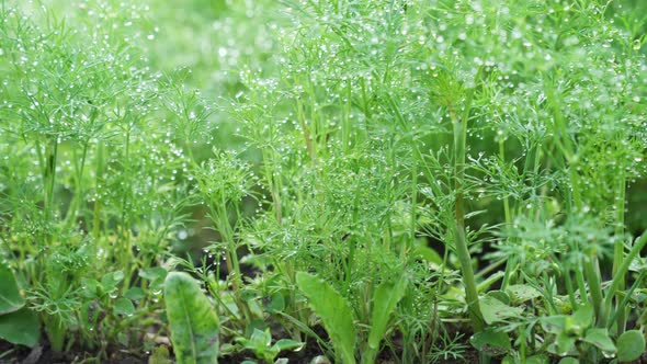 Fresh dill (Anethum graveolens) growing on the vegetable garden. 