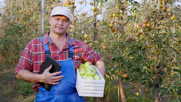 Farmer with Apples. Apple Harvest. Satisfied Male Farmer Shows Good Harvest of Apples in Box, on alt