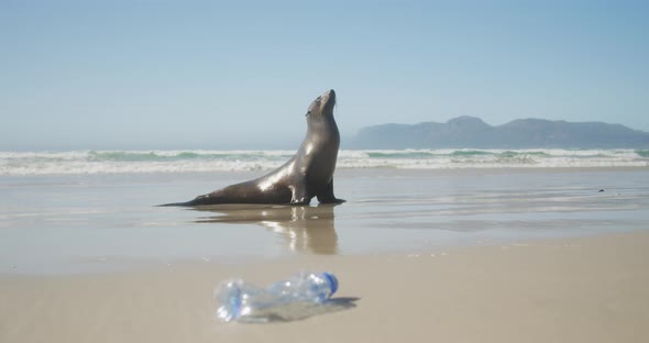 Seal on the beach on sunny day alt