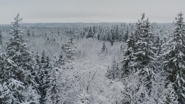 Aerial View Winter Forest with Snow Covered Spruce and Pine Trees alt