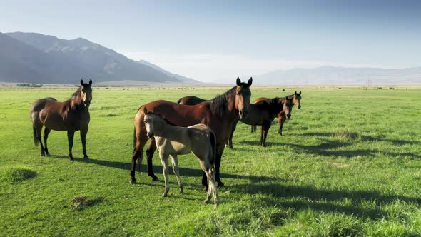 Close Up Small Cute Foal Staying Close to Mother Adult Horse White Colt at Herd alt