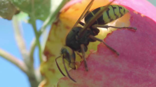 Hornet Eats Red Apple alt