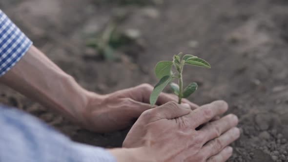 Farmer Hands Holding a Planted