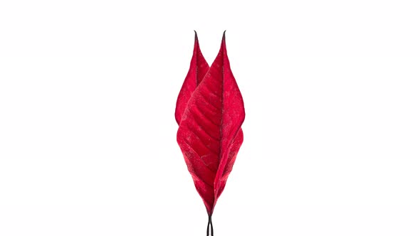 Two Red Leaf Drying and Taking a Bow in Opposite Direction