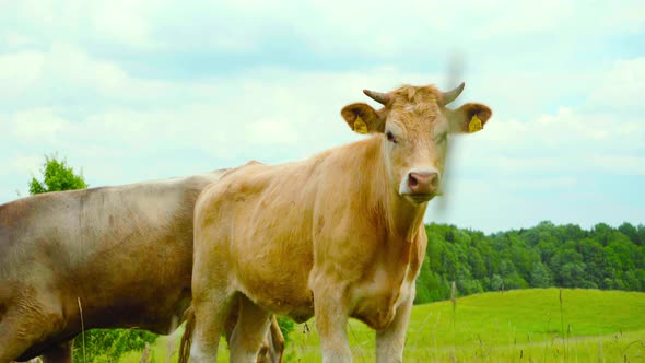 A herd of cows grazing in a meadow alt