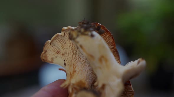 Close up of Chanterelle mushroom in hand. alt