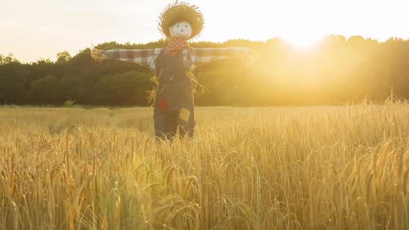 Scarecrow in a field at sunset