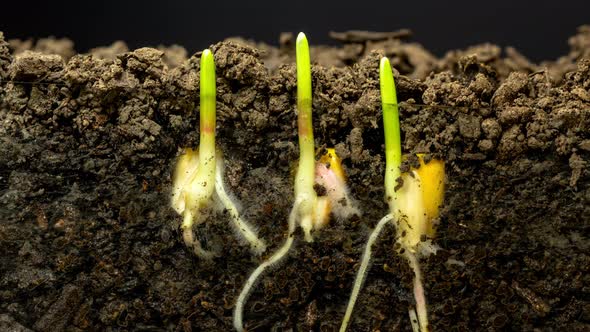 Corn Growing From Soil Timelapse, Stock Footage | VideoHive