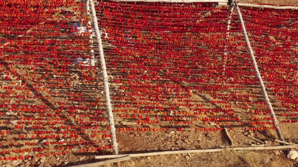 Red Peppers Hanged Out To Dry
