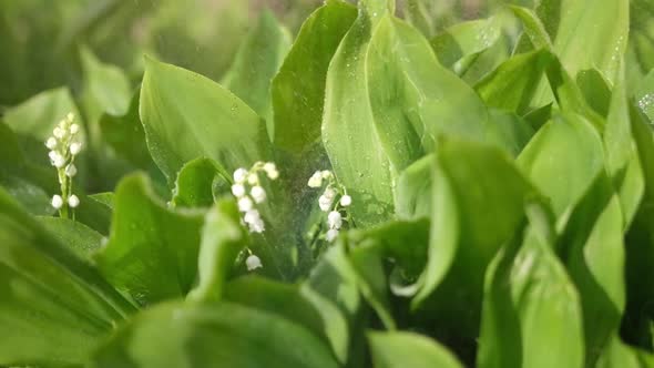 White Lily of the Valley Flowers and Young Green Leaves on a Rainy Sunny Spring Day alt