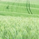 Green field of young barley in Germany - VideoHive Item for Sale