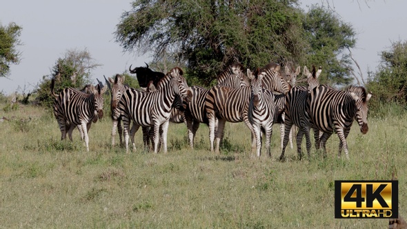Zebra Make Their Way To A Waterhole