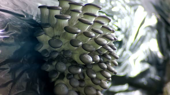 Oyster mushrooms time lapse.