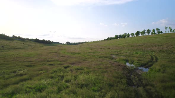 Flock of birds over green field. Summer meadow in the countryside, beautiful rural landscape.