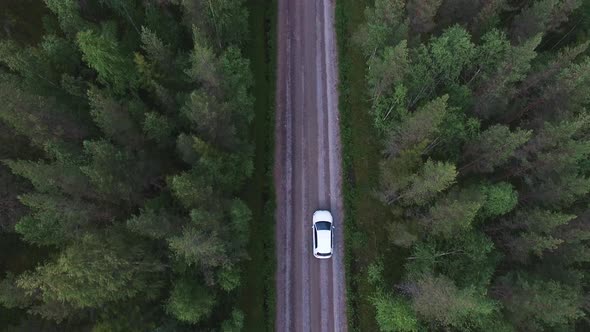 Aerial view of car driving in pine tree forest