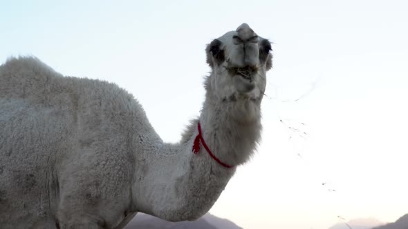 A White Hair Camel Eats Grass In The Background Of The Blue Evening Sky alt