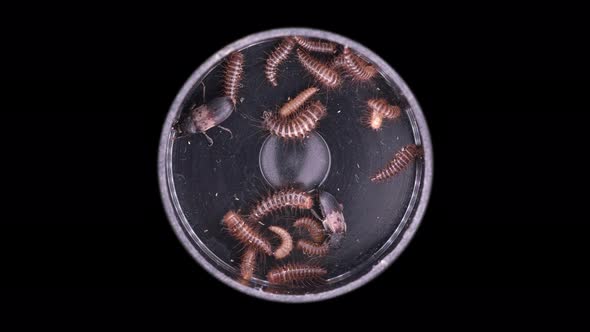 Larvae and Beetles Dermestes Lardarius Under a Microscope of Family Dermestidae alt