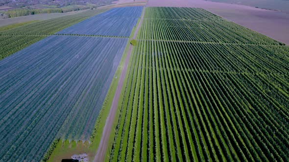Aerial view of the Apple plantation. The cultivation of apples alt