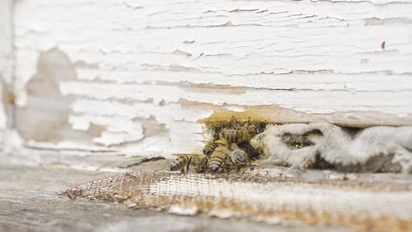 Bees collecting pollen come to the hive. alt